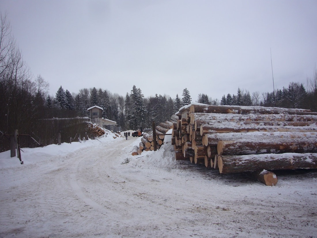 Зимний лес при строительстве деревянного дома